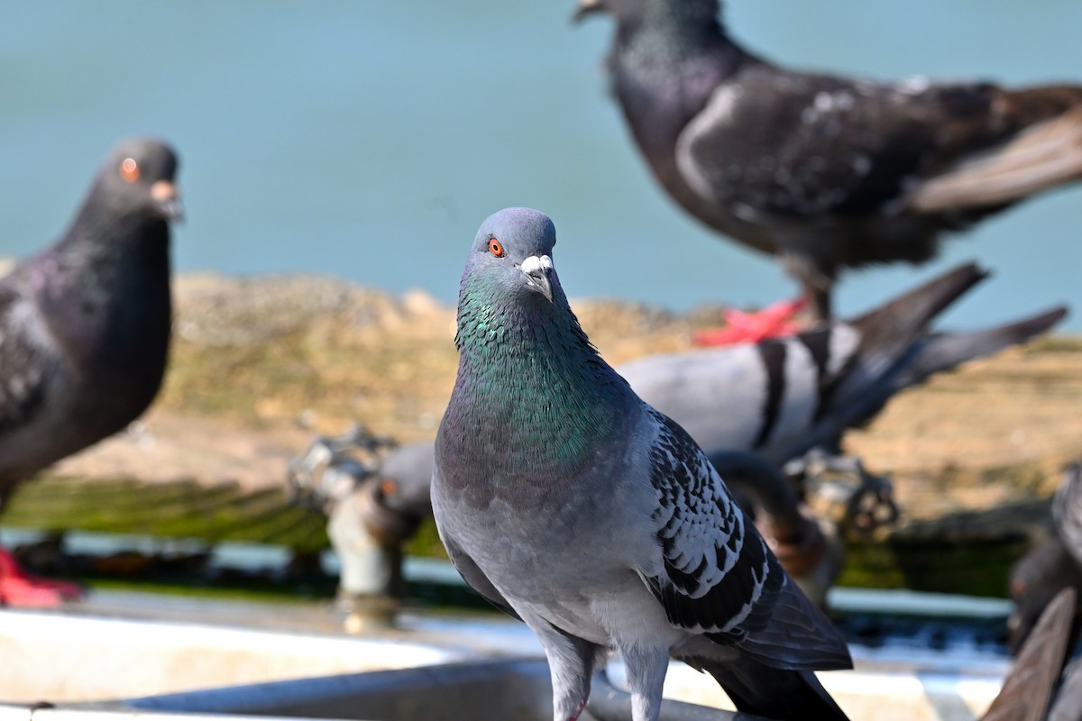 Rock Pigeon (Feral Pigeon) - ML619763951