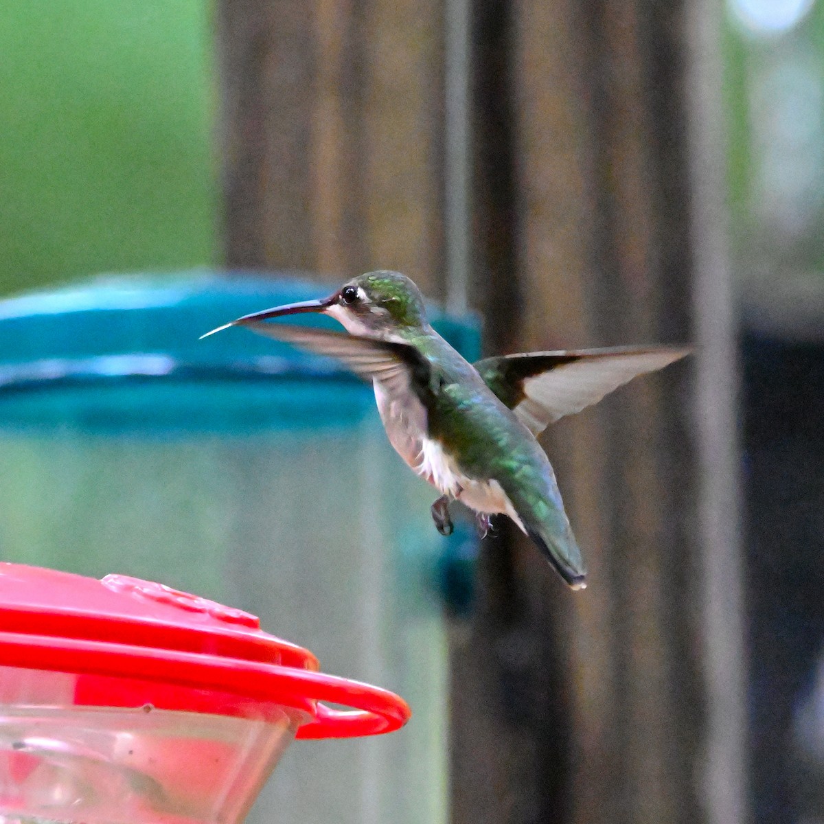 Ruby-throated Hummingbird - ML619763962