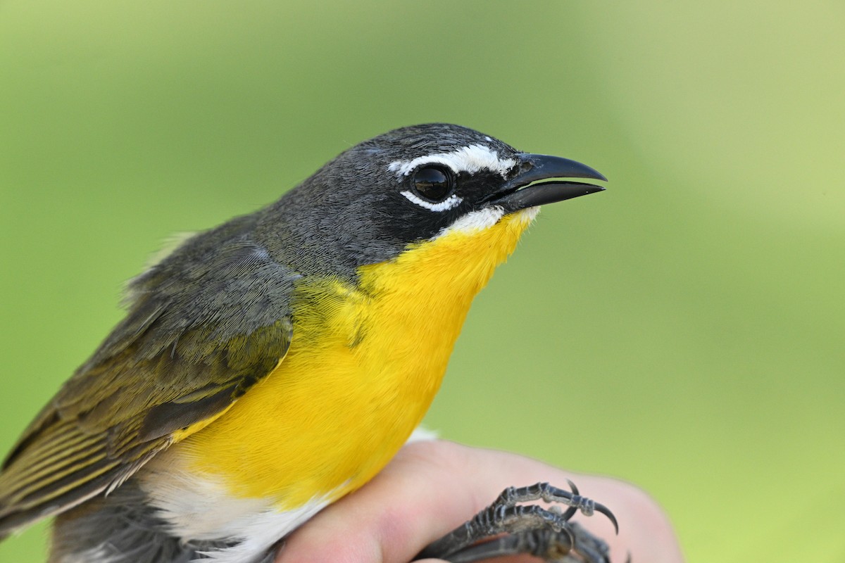 Yellow-breasted Chat - ML619763973