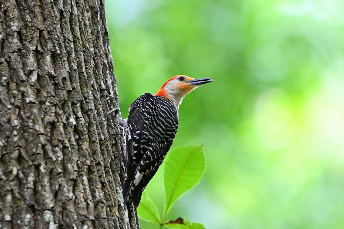 Red-bellied Woodpecker - ML619763974