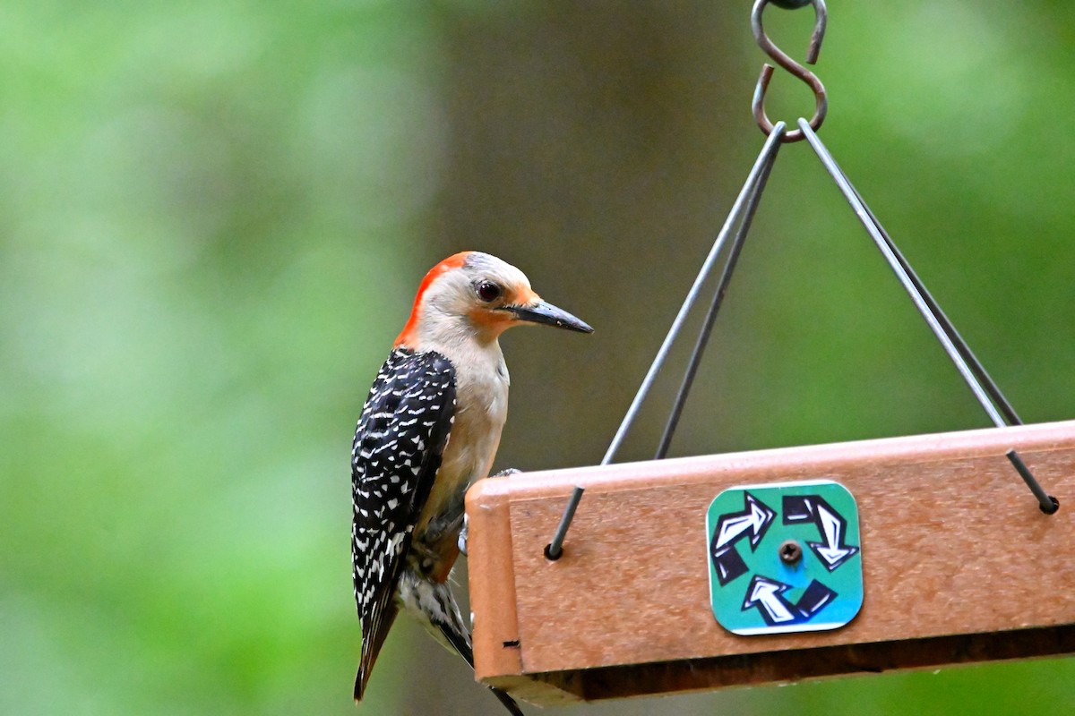Red-bellied Woodpecker - ML619763978