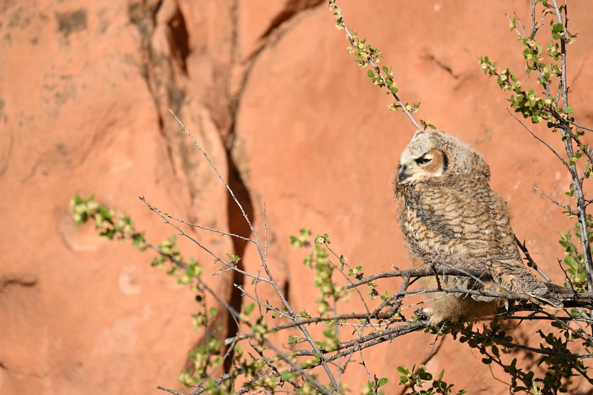 Great Horned Owl - ML619764076