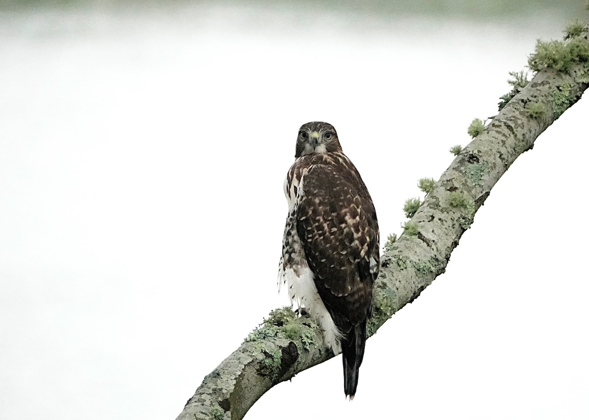 Red-tailed Hawk - ML619764113