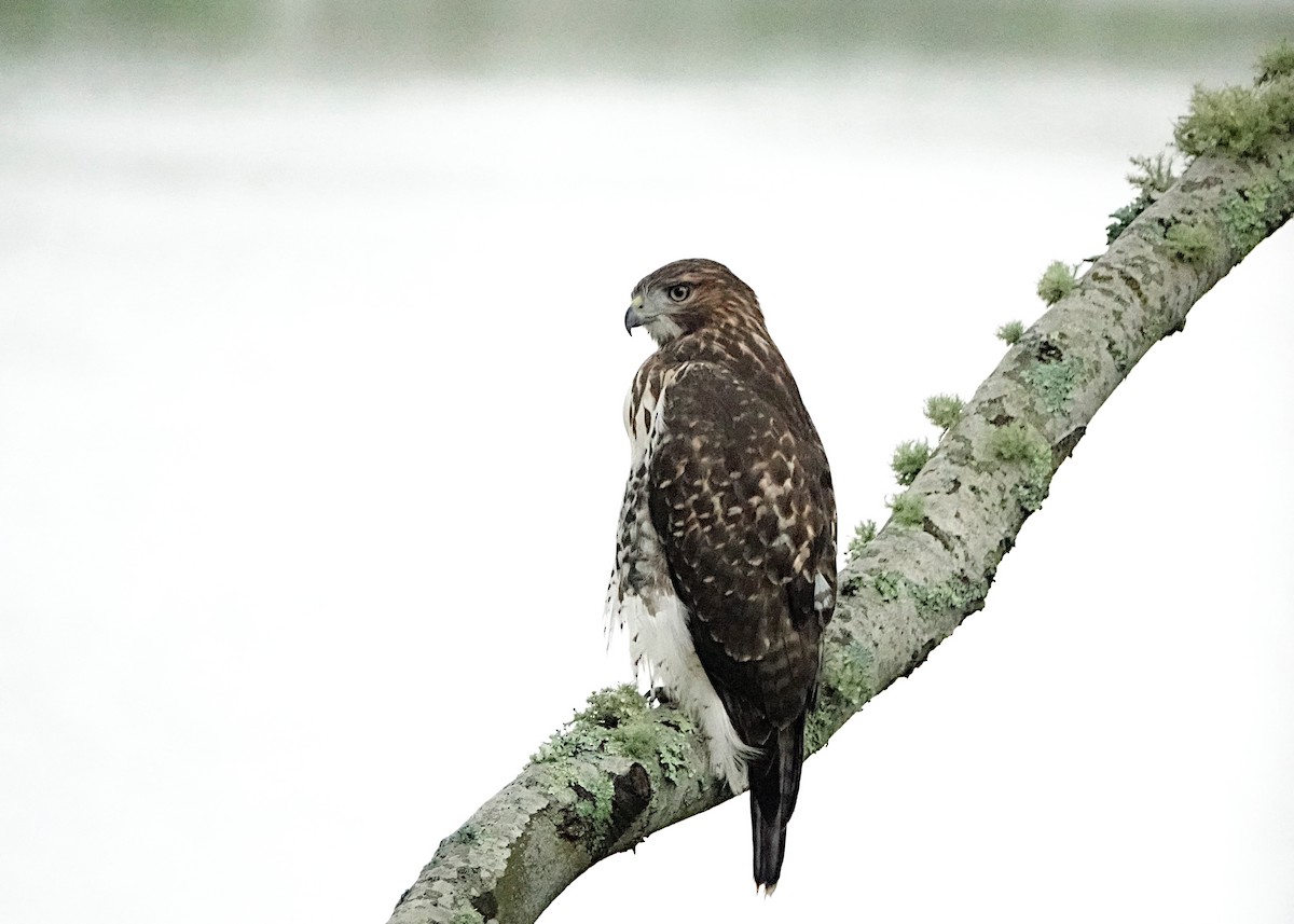 Red-tailed Hawk - ML619764114