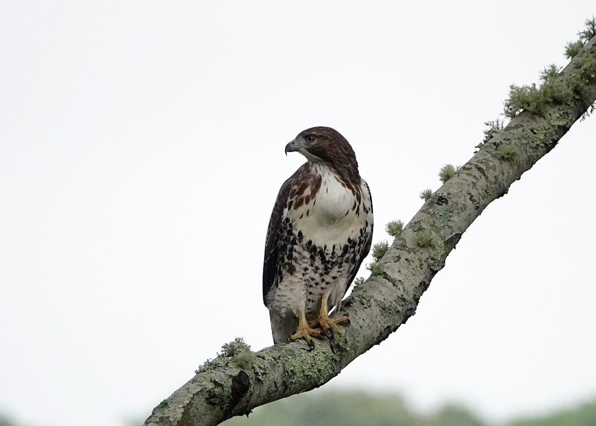 Red-tailed Hawk - ML619764115