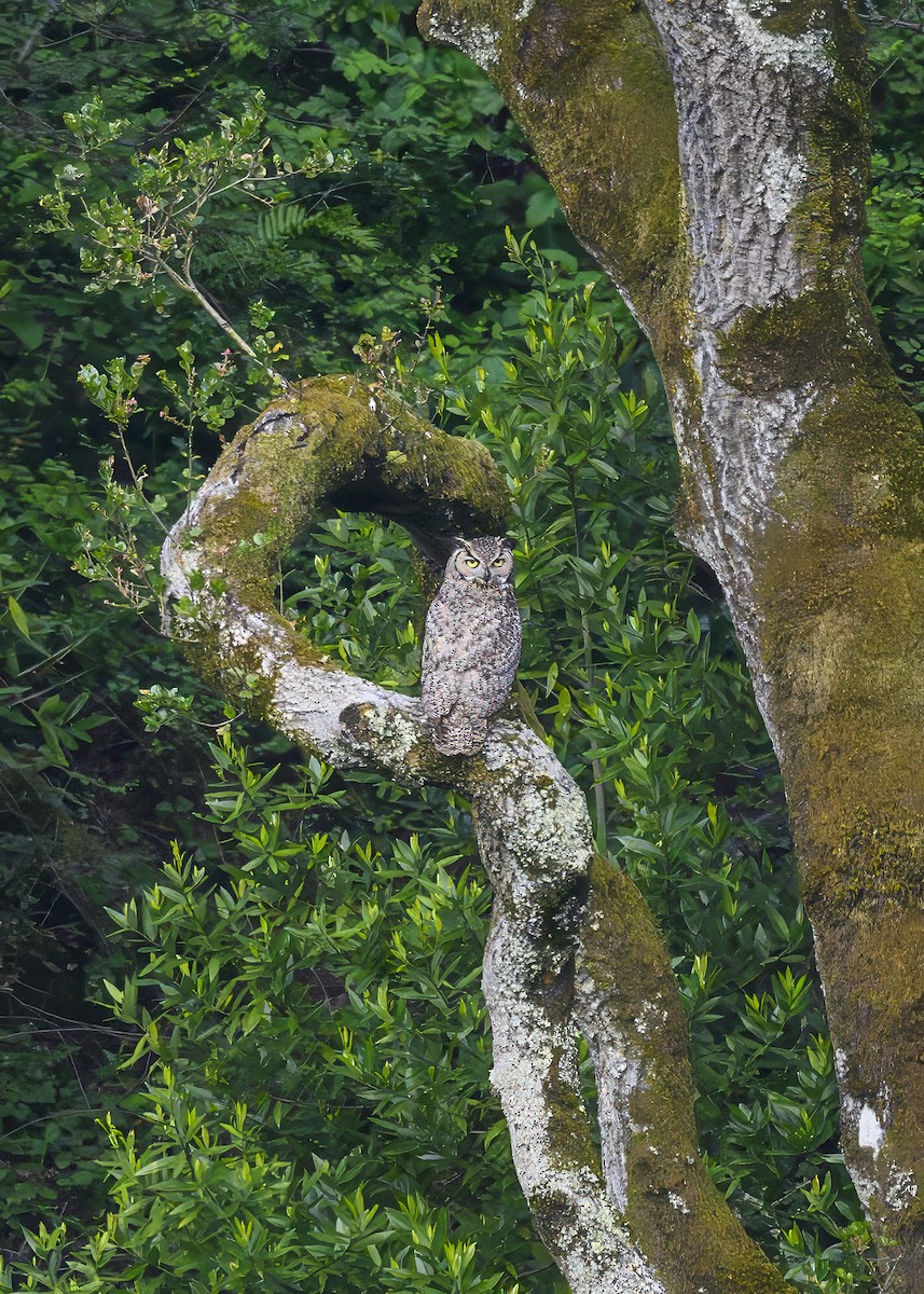 Great Horned Owl - ML619764121