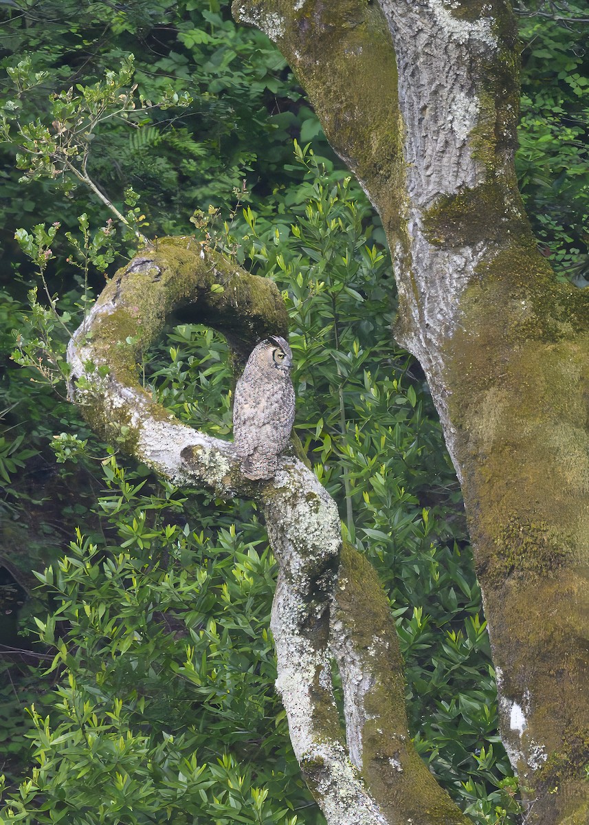 Great Horned Owl - ML619764122