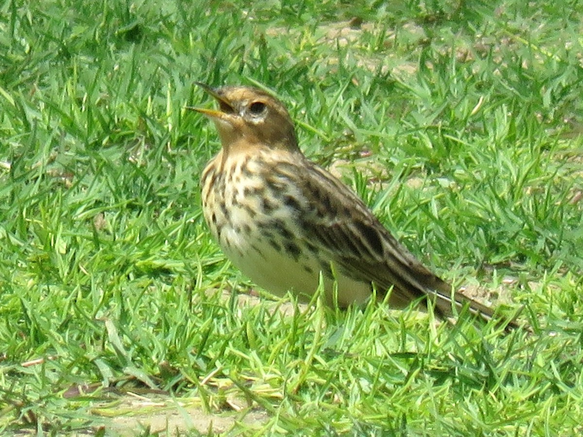 Red-throated Pipit - ML619764388