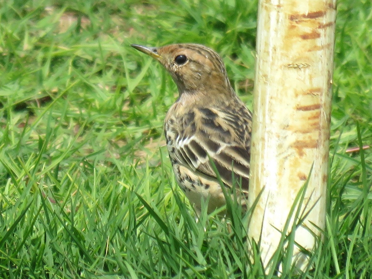 Red-throated Pipit - ML619764389