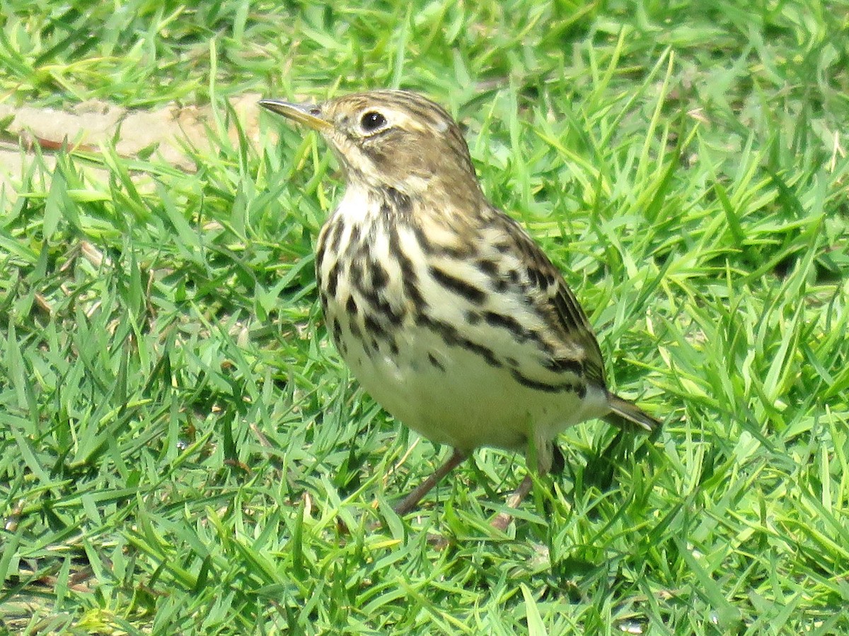 Red-throated Pipit - ML619764390