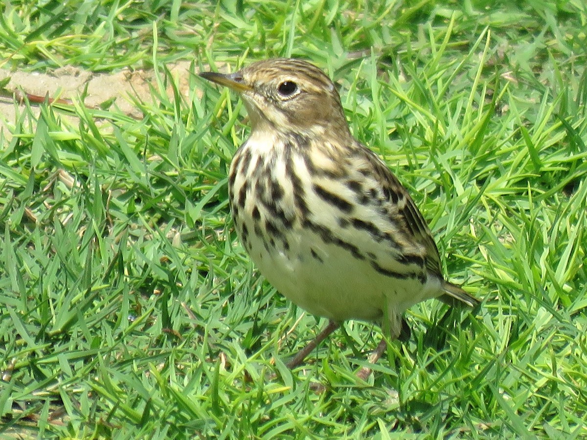 Red-throated Pipit - ML619764391