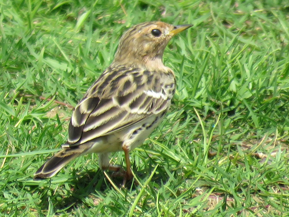 Red-throated Pipit - ML619764392