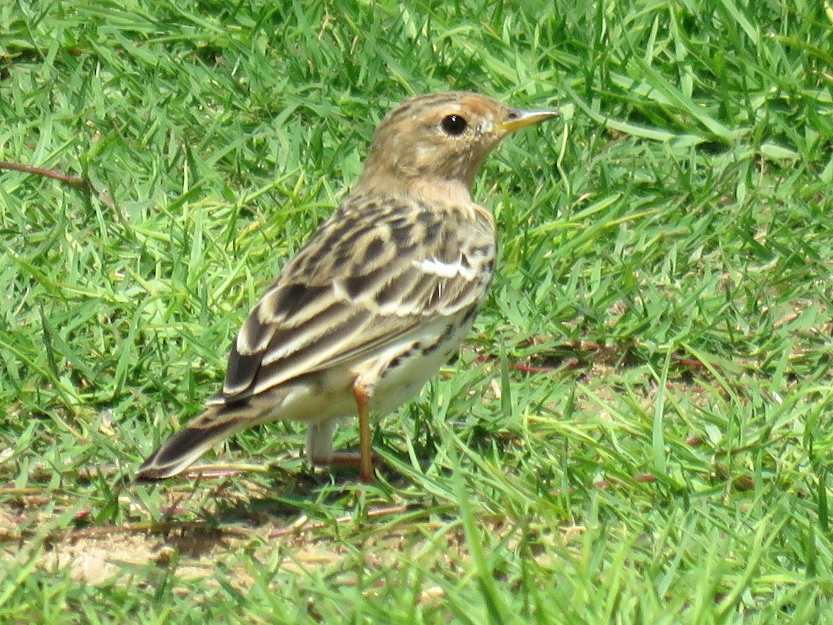 Red-throated Pipit - ML619764393