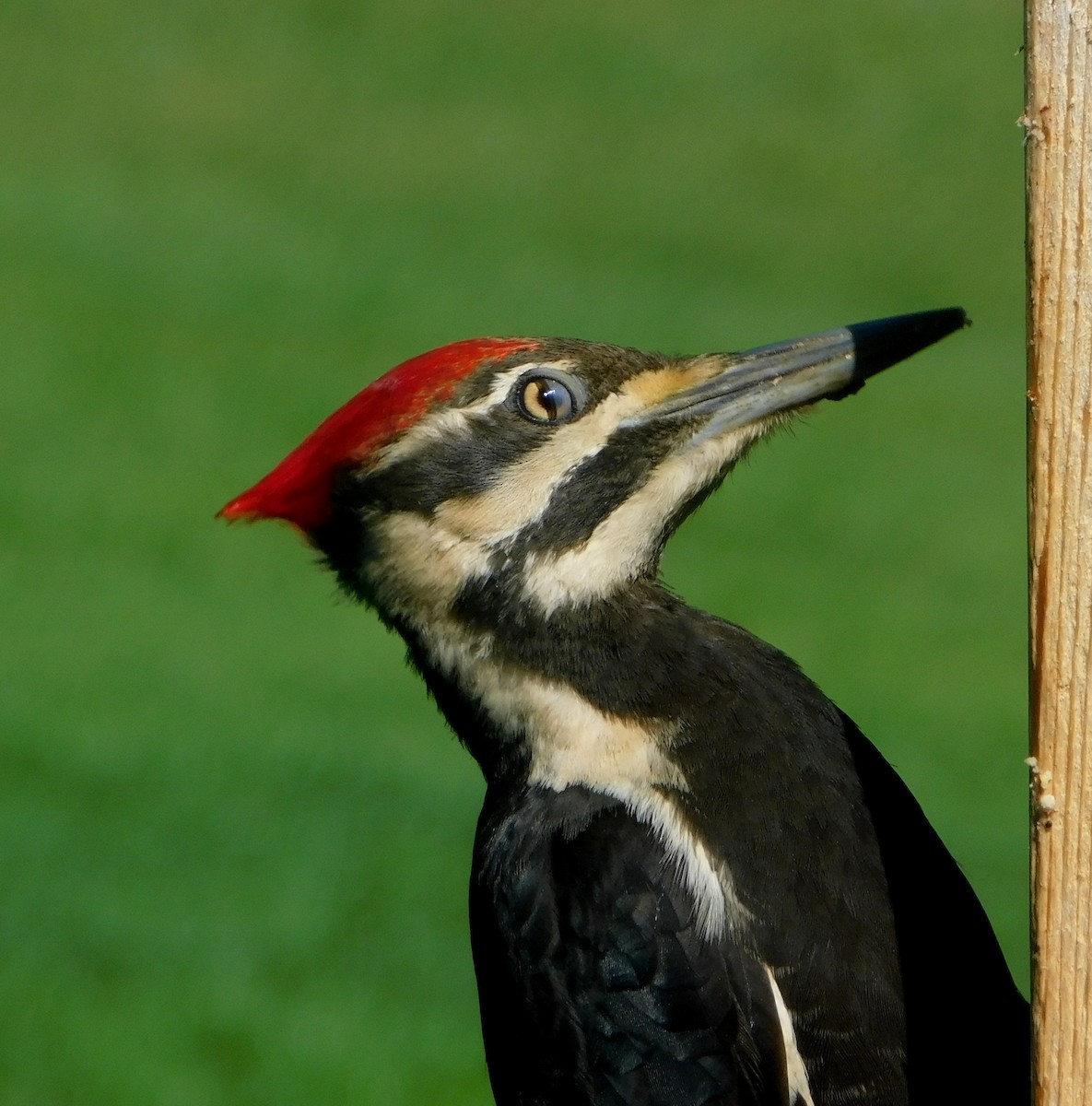 Pileated Woodpecker - ML619764405