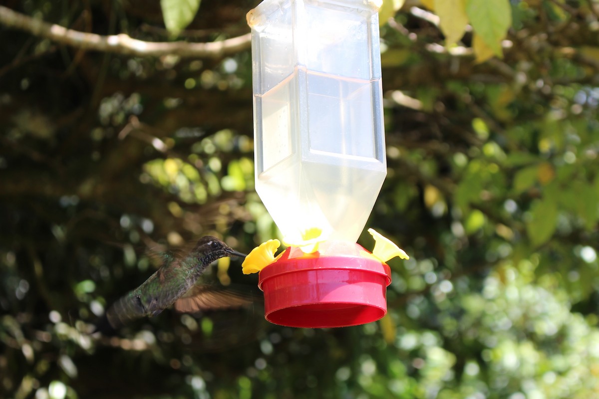 Talamanca Hummingbird - ML619764419