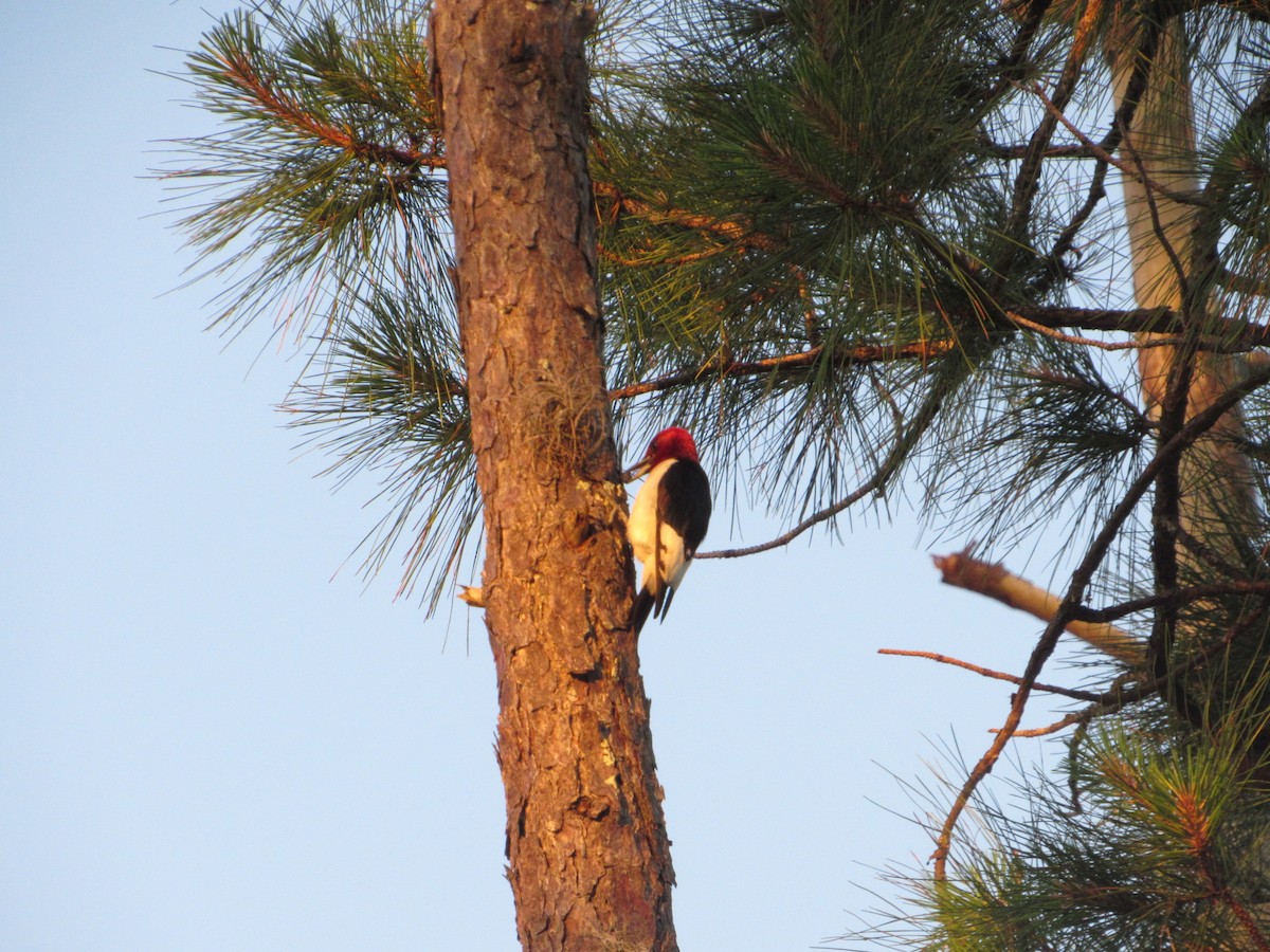 Red-headed Woodpecker - ML619764459