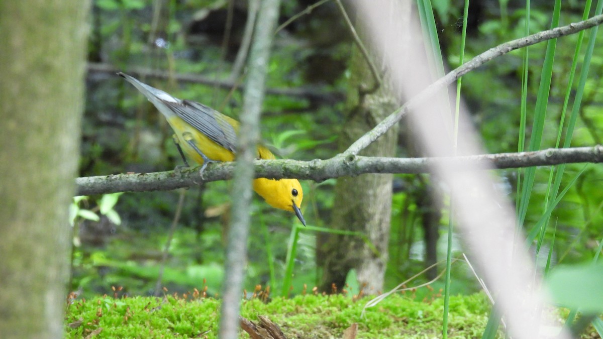 Prothonotary Warbler - ML619764515