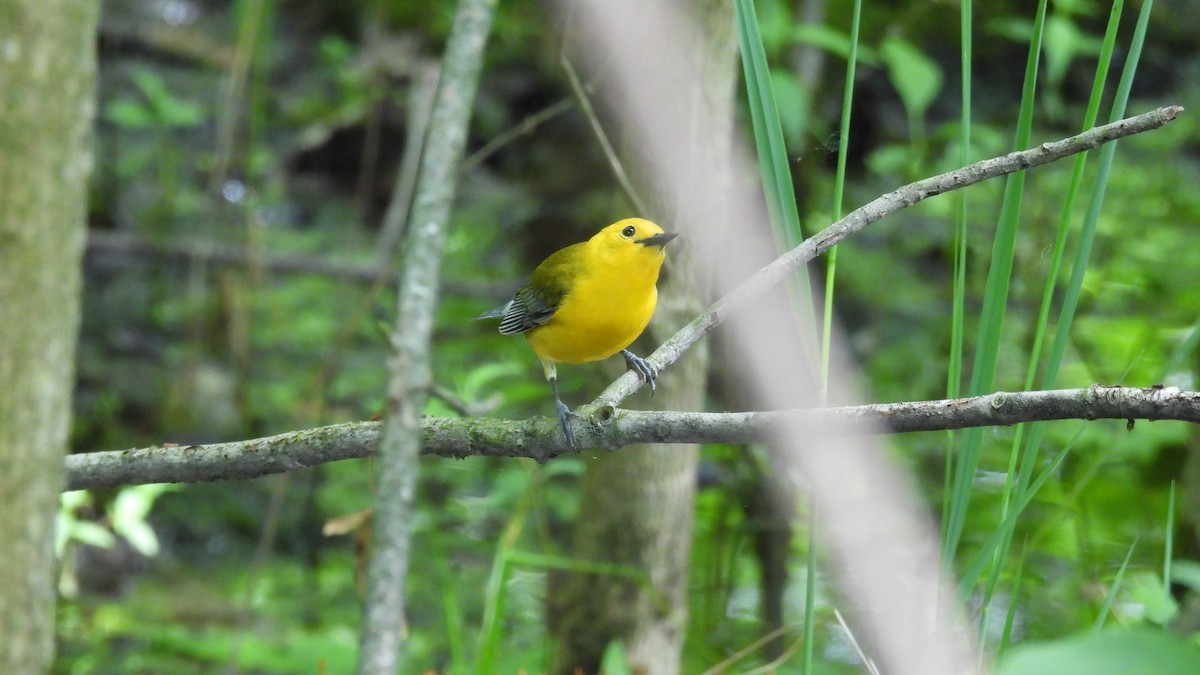 Prothonotary Warbler - ML619764516