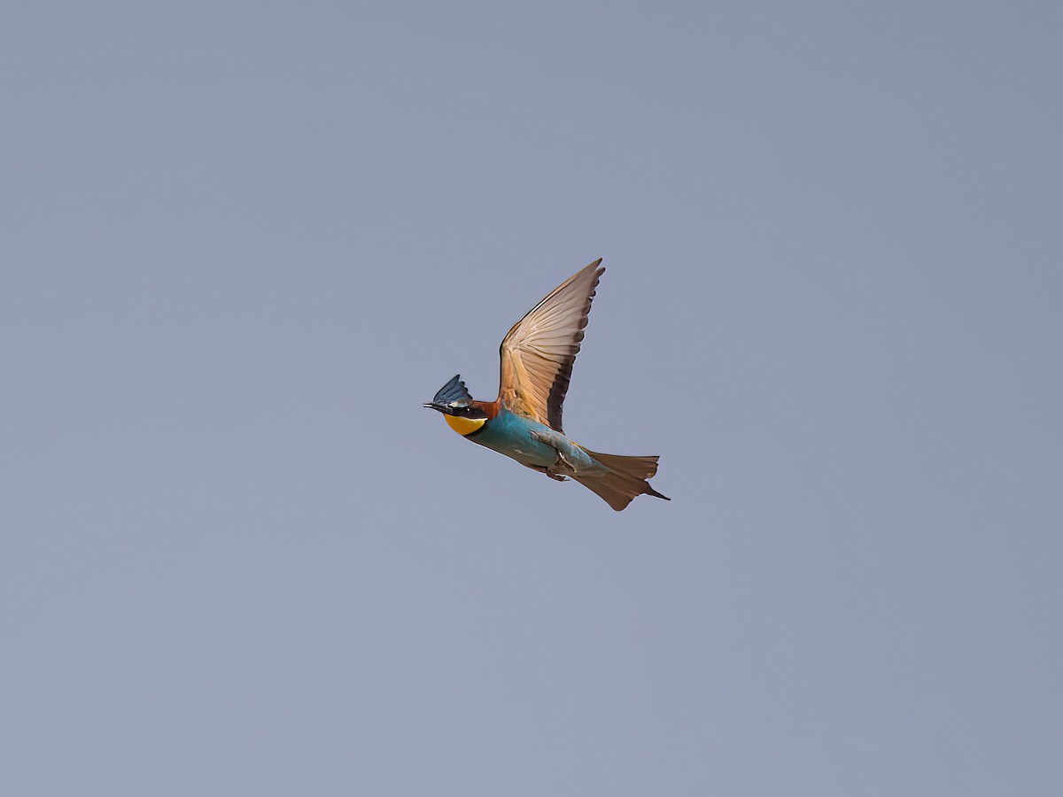 European Bee-eater - ML619764533