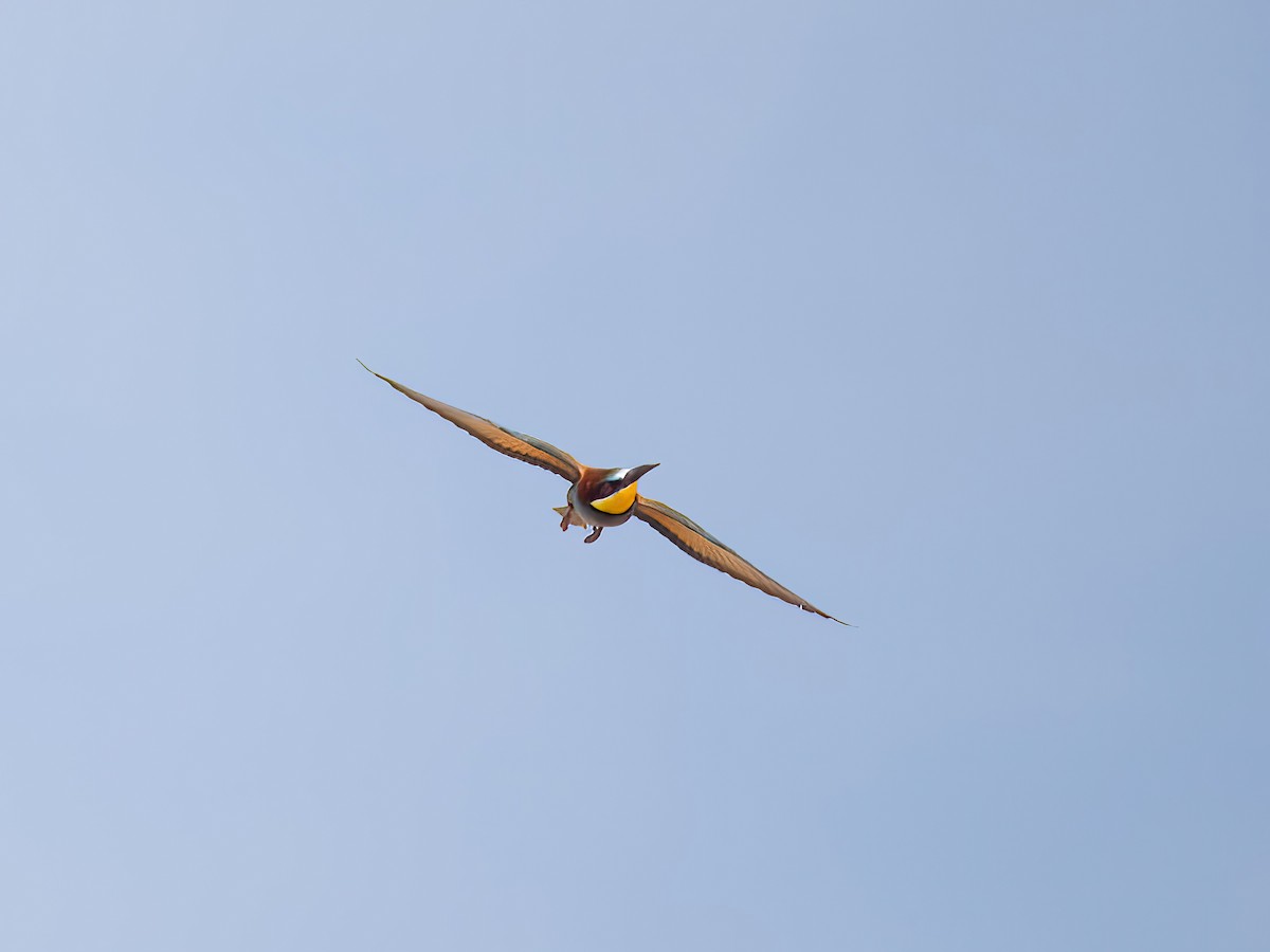 European Bee-eater - ML619764534