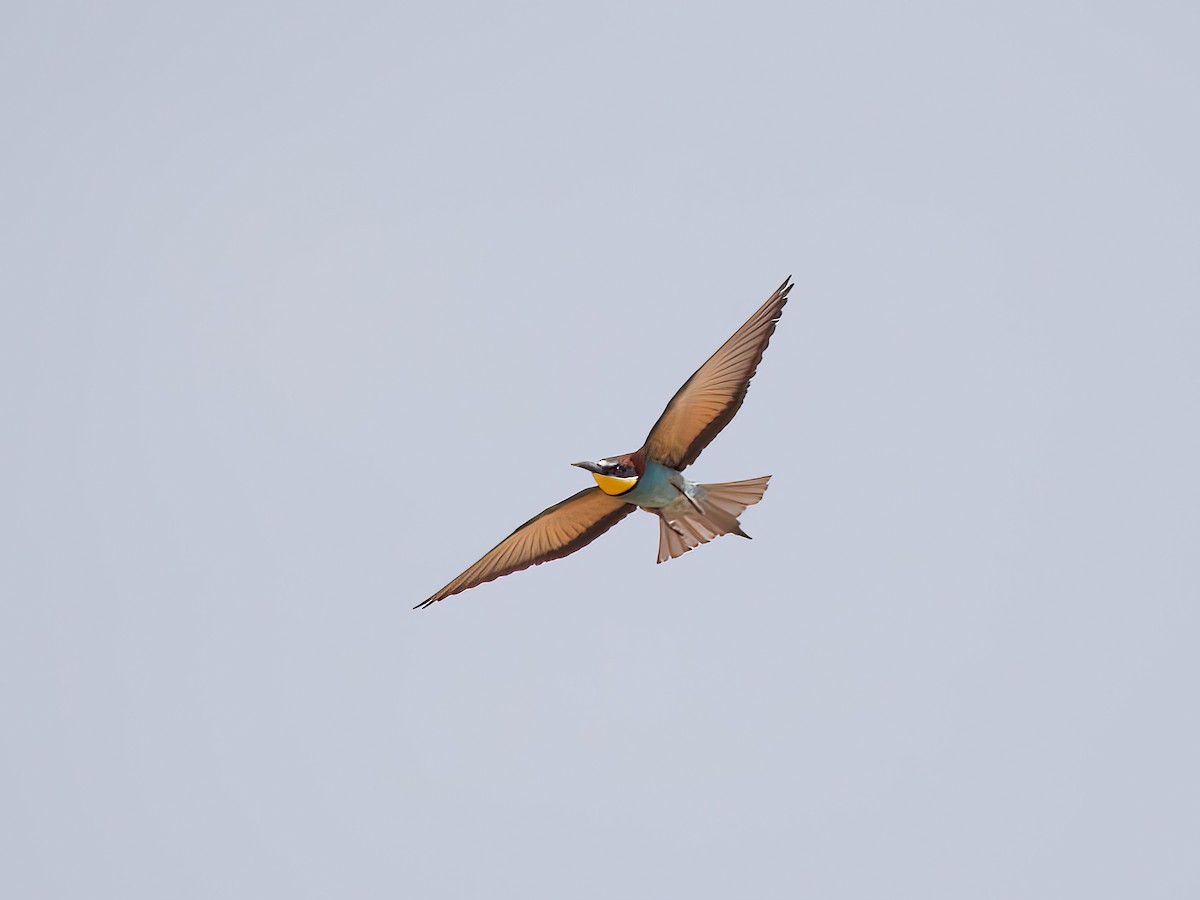 European Bee-eater - ML619764535