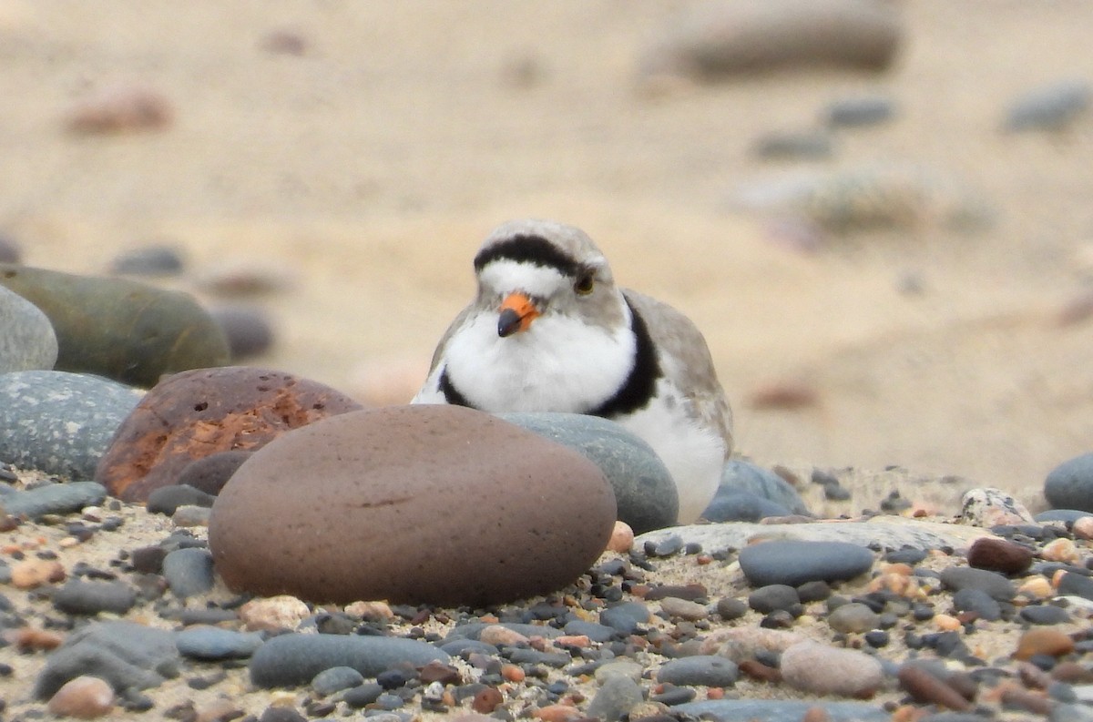 Piping Plover - ML619764542