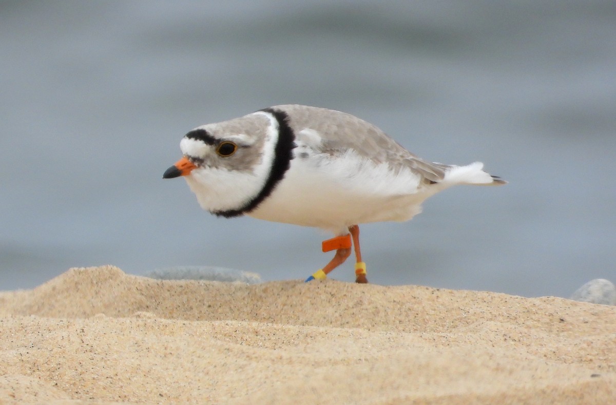 Piping Plover - ML619764543