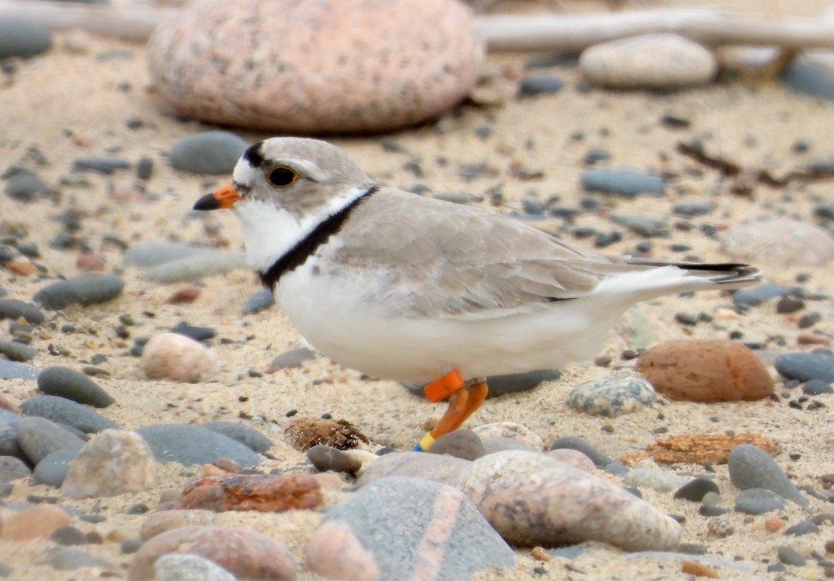 Piping Plover - ML619764544