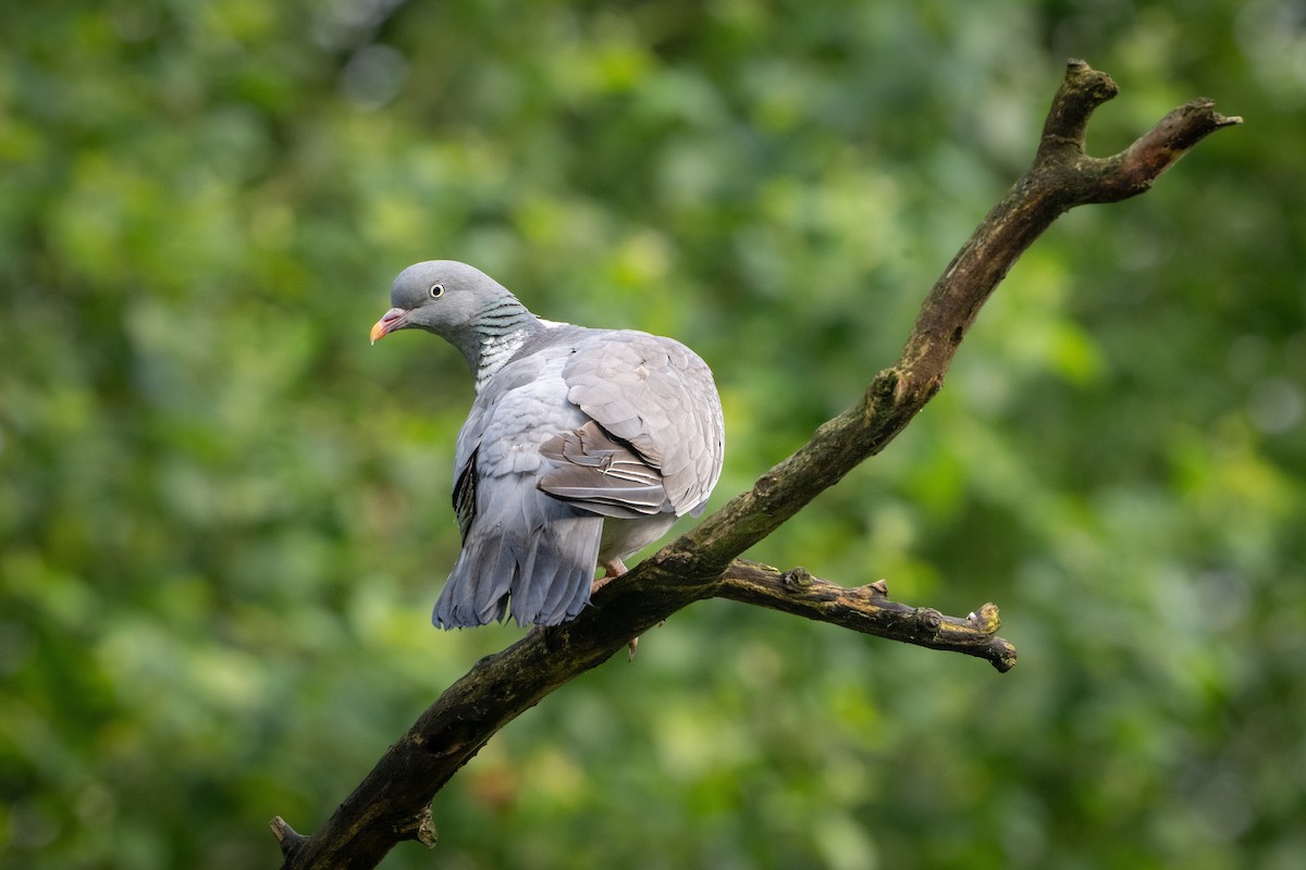 Common Wood-Pigeon - ML619764624