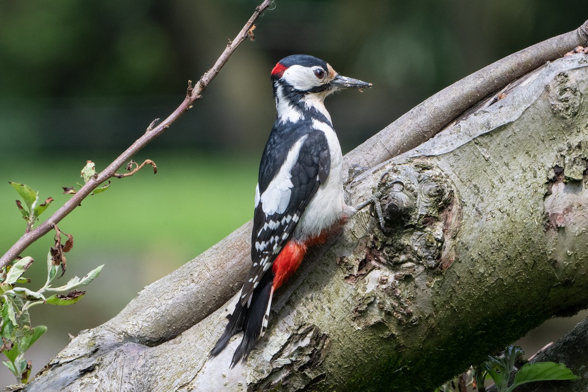 Great Spotted Woodpecker - ML619764629