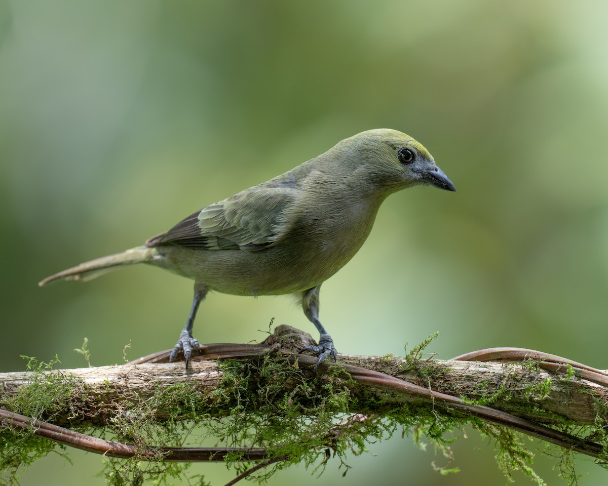 Palm Tanager - ML619764634