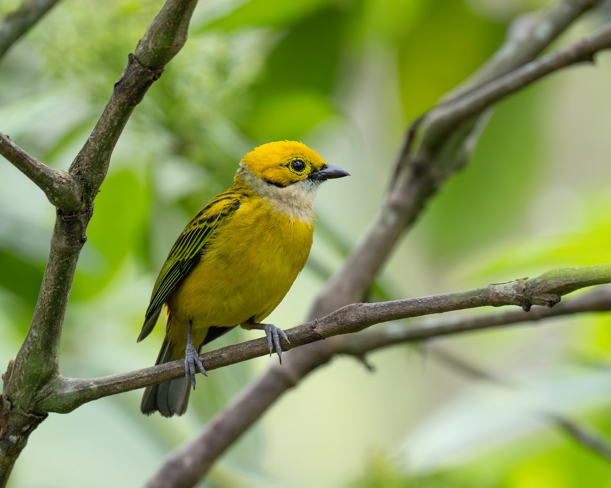 Silver-throated Tanager - ML619764642