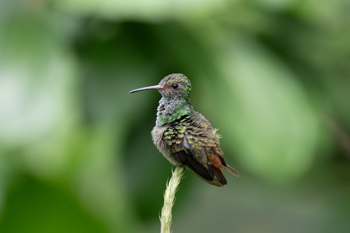 Rufous-tailed Hummingbird - ML619764659