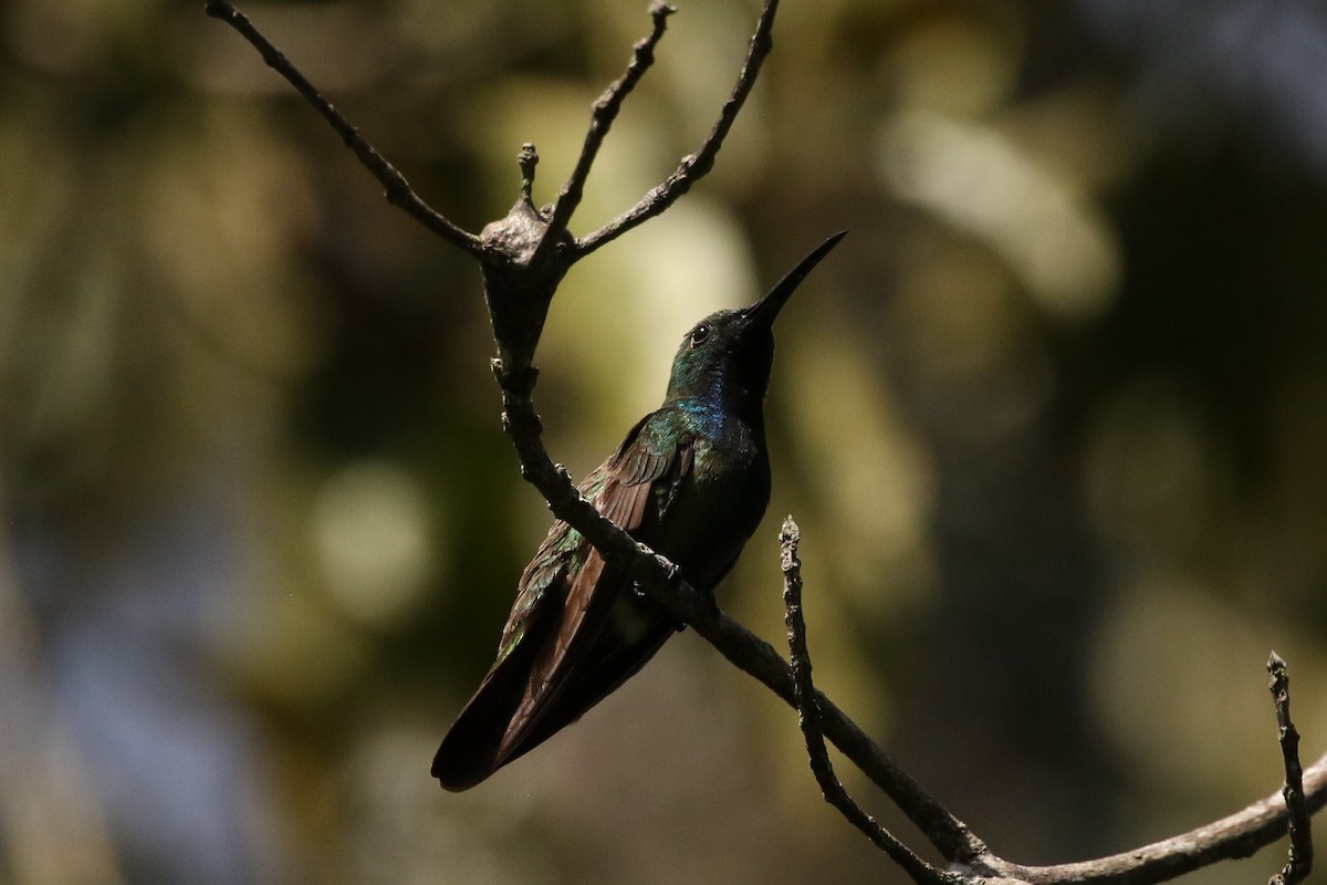 kolibřík lesklý - ML619764695