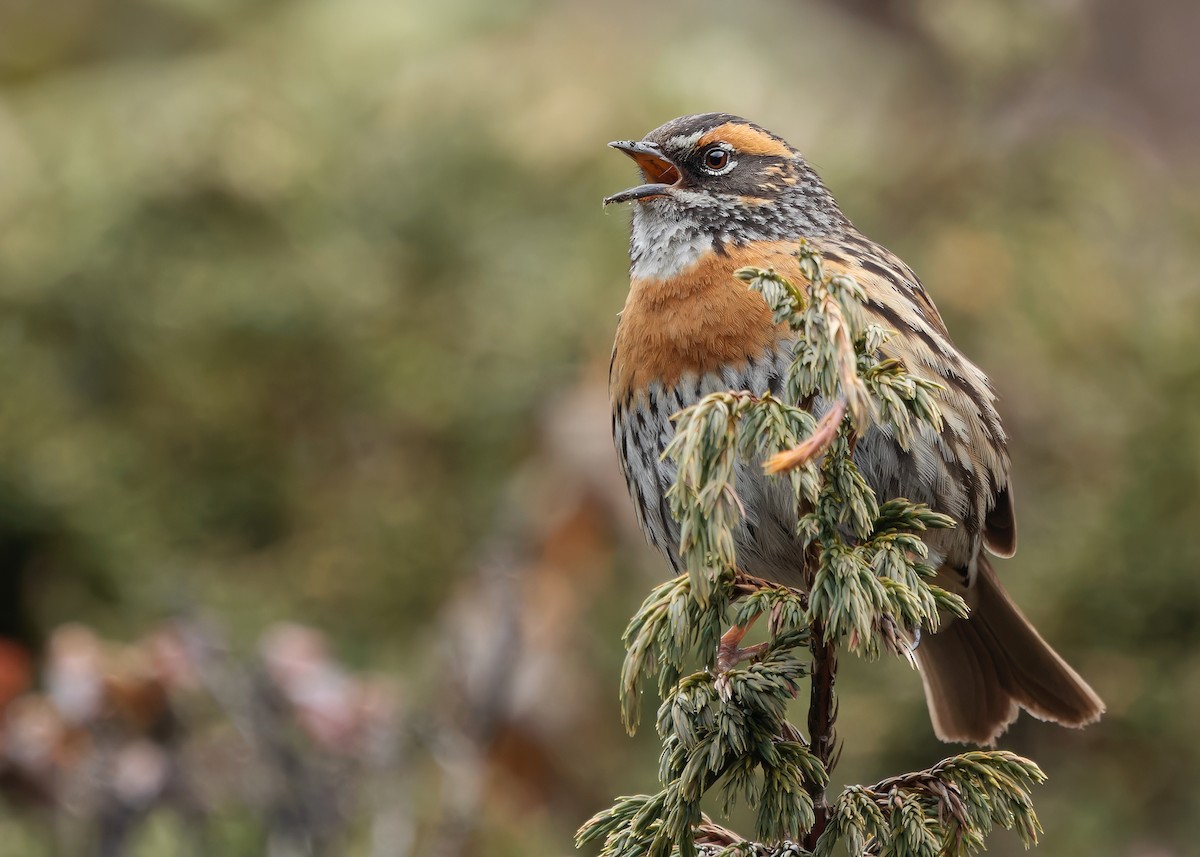 Rufous-breasted Accentor - ML619764700