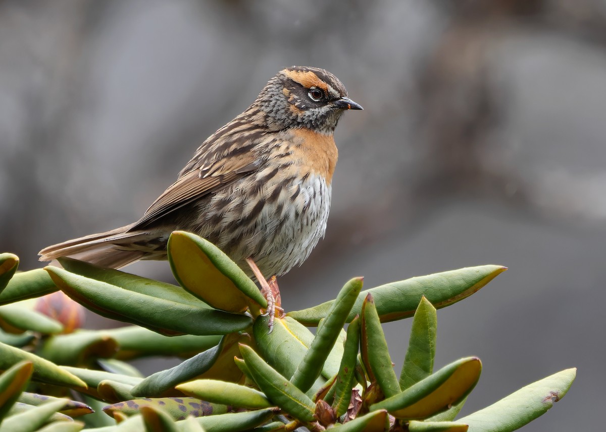 Rufous-breasted Accentor - ML619764701