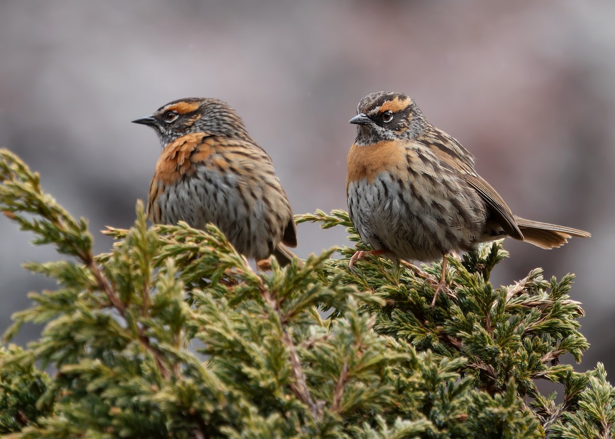 Rufous-breasted Accentor - ML619764702
