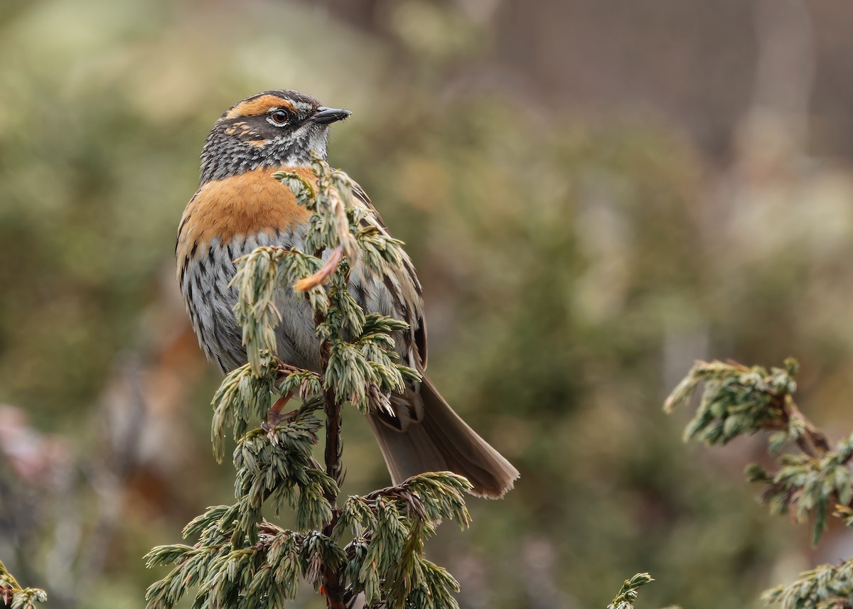 Rufous-breasted Accentor - ML619764703