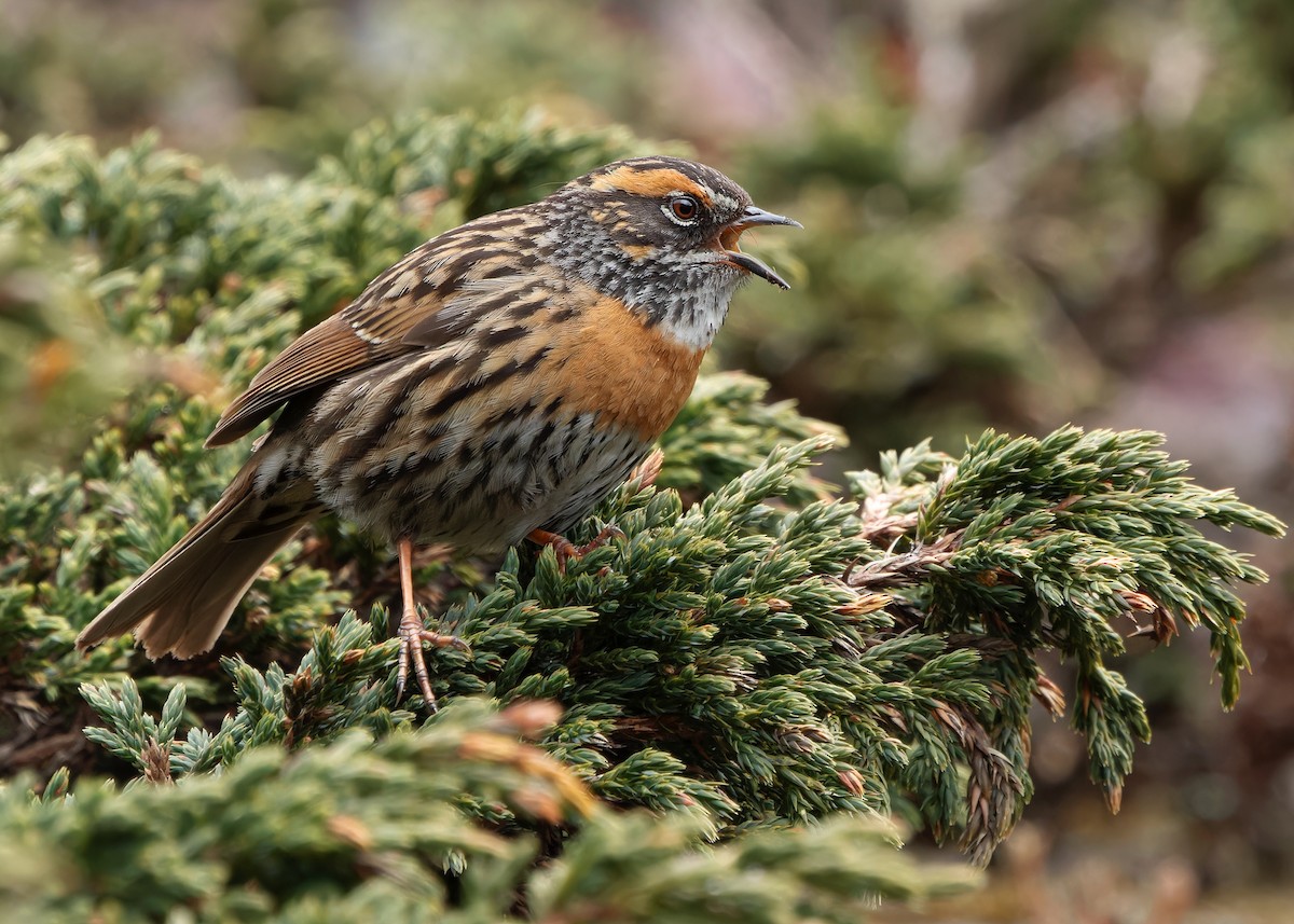 Rufous-breasted Accentor - ML619764704