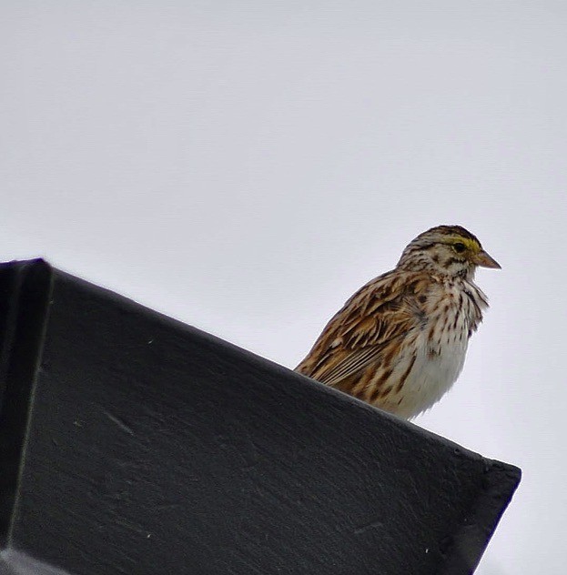 Savannah Sparrow - ML619764715