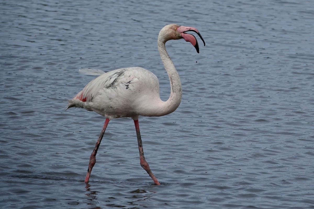 Greater Flamingo - ML619764815