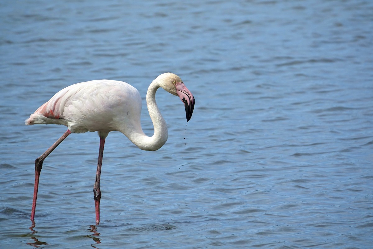 Greater Flamingo - ML619764816