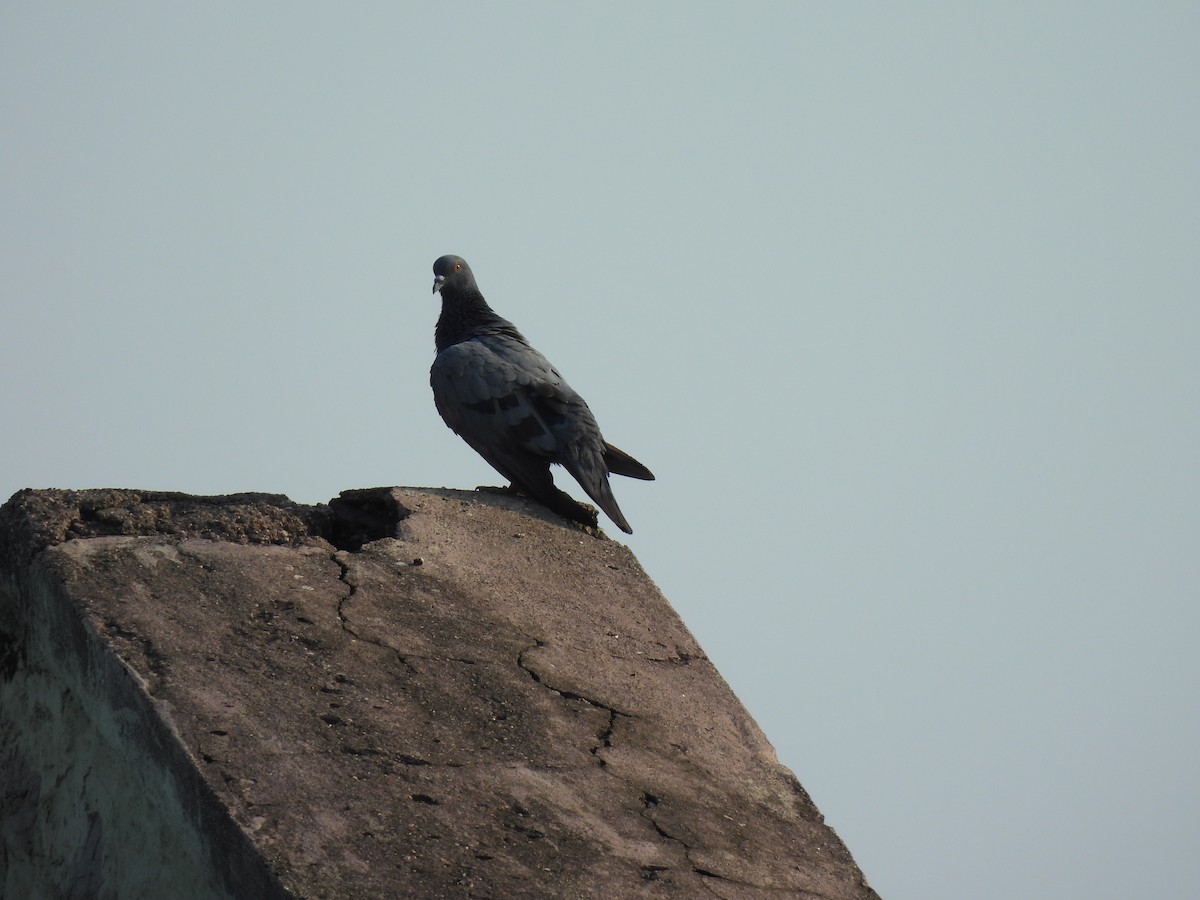 Pigeon biset (forme domestique) - ML619764823