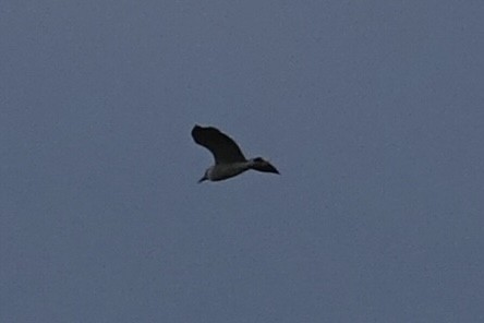 Black-crowned Night Heron - ML619764829