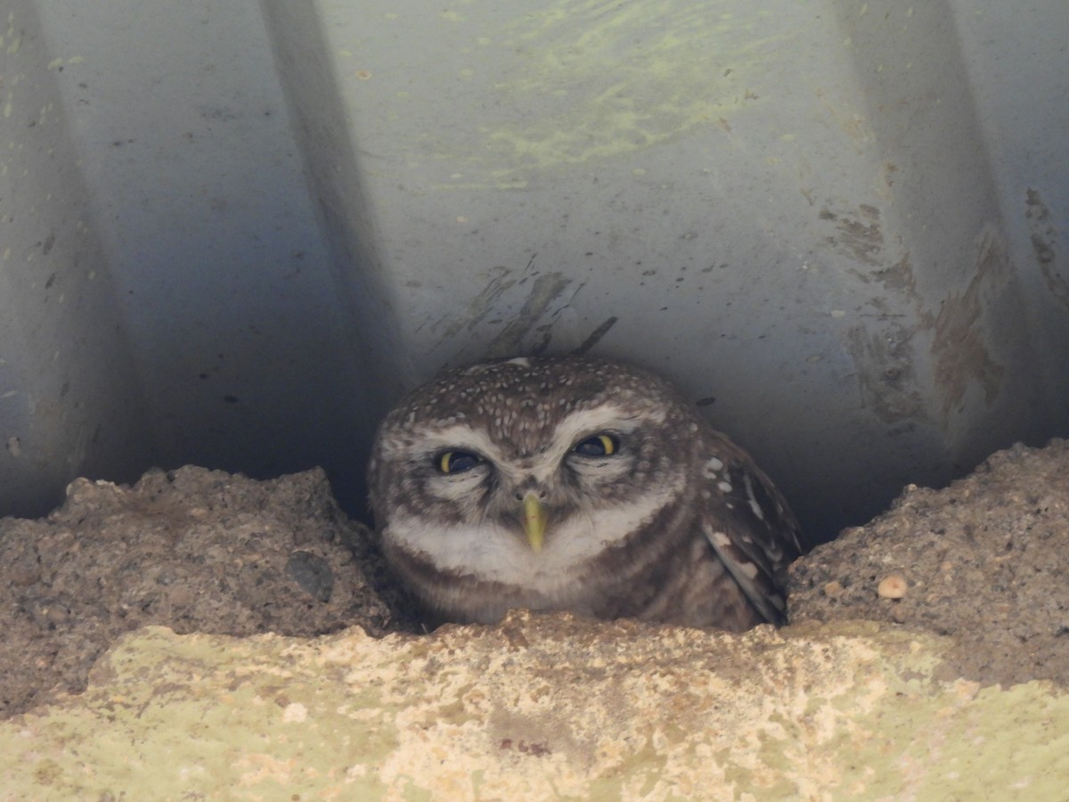 Spotted Owlet - ML619764836