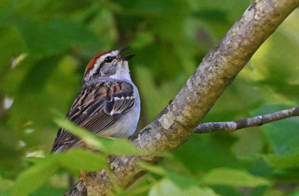 Chipping Sparrow - ML619764884