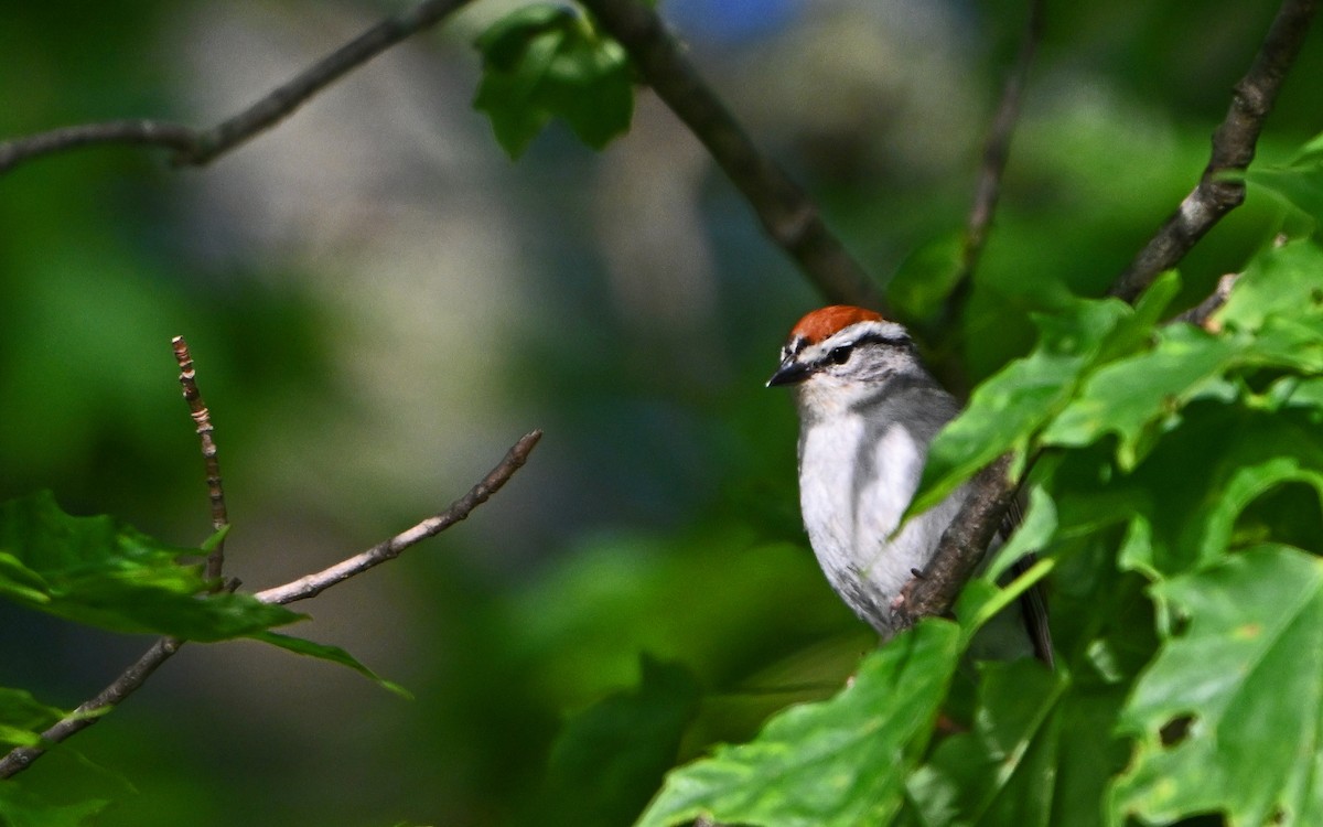 Chipping Sparrow - ML619764886