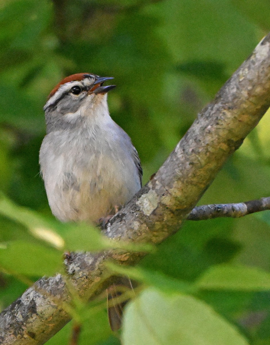 Chipping Sparrow - ML619764887