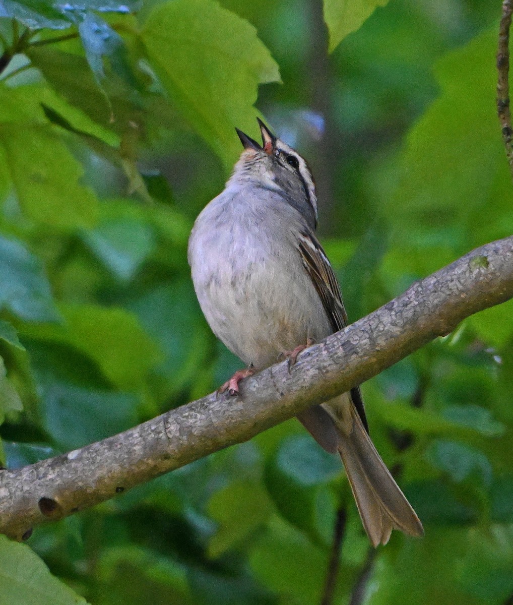 Chipping Sparrow - ML619764889