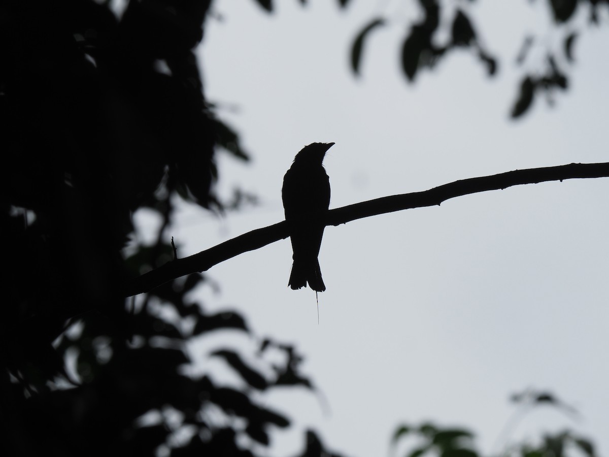 Greater Racket-tailed Drongo - ML619764900